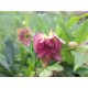  Helleborus orientalis Double Ellen Red