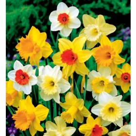  Narcis Narcisa amestec de becuri de culori - 25 buc.