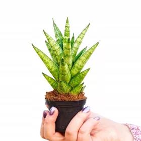    Răsad Sansevieria 'Pagoda' într-un recipient de 0,5 litri