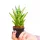 Răsad Sansevieria 'Pagoda' într-un recipient de 0,5 litri