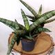  Sansevieria cylindrica Boncel - formă de evantai atractivă, dimensiune. S