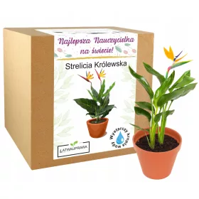    Cadou de Ziua Profesorului strelitzia royale cea mai buna profesoara