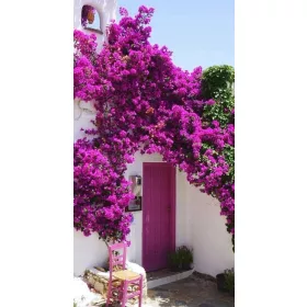  Răsad roz Lagerstroemia într-un recipient de 1-2l 5-10 cm