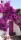  Răsad roz Lagerstroemia într-un recipient de 1-2l 5-10 cm