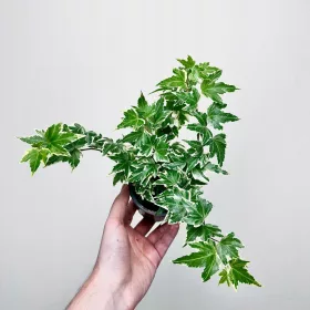  HEDERA helix White Ripple iedera don.9cm