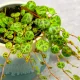  Peperomia prostrata - frunze în formă de jetoane. Alpinist D6cm