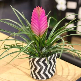    Tillandsia Cyanea BLUE BLUE Air Răsad de plante într-un recipient de 0,5-1l