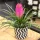  Tillandsia Cyanea BLUE BLUE Air Răsad de plante într-un recipient de 0,5-1l