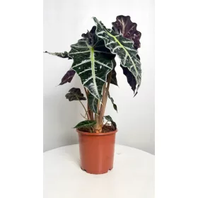    Răsad Alocasia Alocasia Polly într-un recipient de 0,5-1 litri