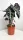  Răsad Alocasia Alocasia Polly într-un recipient de 0,5-1 litri