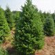  BRADUL DE FRASER Abies Fraseri Conifere atipice rezistente BRAD DE CRACIUN VII 100CM