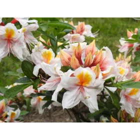    Rododendroni și azalee, portocalii, galbeni, răsaduri într-un recipient de 2-3l, 30-40 cm