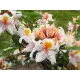  Rododendroni și azalee, portocalii, galbeni, răsaduri într-un recipient de 2-3l, 30-40 cm