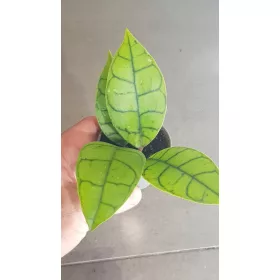    Răsad Hoja Hoya callistophylla într-un recipient de 0,5-1 litri