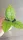  Răsad Hoja Hoya callistophylla într-un recipient de 0,5-1 litri