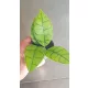  Răsad Hoja Hoya callistophylla într-un recipient de 0,5-1 litri