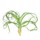  Tillandsia Curly Slim Tentacle curly frunze Plantă de aer