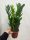  Zamioculcas Zamiofolia - Planta de Fier - don.13 cm