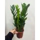  Zamioculcas Zamiofolia - Planta de Fier - don.13 cm