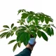  Răsad SZEFLERA într-un recipient de 1-2 litri