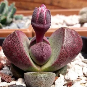    PLEIOSPILOS NELII 'Royal flush' Dwadwa Pietre vii LITHOPS