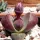  PLEIOSPILOS NELII 'Royal flush' Dwadwa Pietre vii LITHOPS