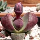  PLEIOSPILOS NELII 'Royal flush' Dwadwa Pietre vii LITHOPS