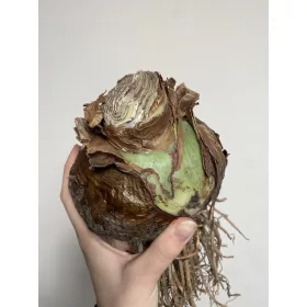  Amaryllis hippeastrum Bulb mare