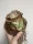  Amaryllis hippeastrum Bulb mare