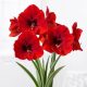  Amaryllis hippeastrum Red va înflori flori roșii în casa ta