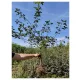  Clone de răsad rădăcină goală 80-100 cm