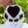  Femei New Cat Claw Faux Fur Breloc Breloc Moda Pluș Laba Ursului Cheie Mașină