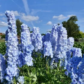    Delphinium SUMMER SKIES Ghiveci de flori P9 BURCHETURI ALBASTRU DE FLORI