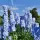  Delphinium SUMMER SKIES Ghiveci de flori P9 BURCHETURI ALBASTRU DE FLORI