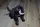  Frumoasa mascota pantera neagra Bagera Cartea junglei 35 cm