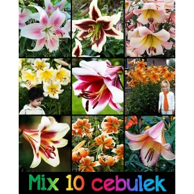  Crini MIX 10 bucăți de crini TREE + surpriză GRATUITĂ