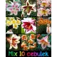  Crini MIX 10 bucăți de crini TREE + surpriză GRATUITĂ