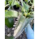  KALANCHOE NIVIVORMA