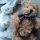  Mascota ursuleț de pluș 25 cm Bukowski Design 6 m +