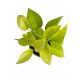  Epipremnum Golden Pothos Neon o plantă cu frunze de culoare verde lime