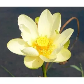  SFANTA LOTUS GALBEN NELUMBO NUCIFERA 10 SEMINTE