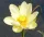 SFANTA LOTUS GALBEN NELUMBO NUCIFERA 10 SEMINTE