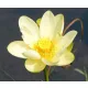  SFANTA LOTUS GALBEN NELUMBO NUCIFERA 10 SEMINTE