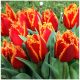  Lalele roșii, tuberculi/bulbi/rizomi portocalii în ambalaje colective