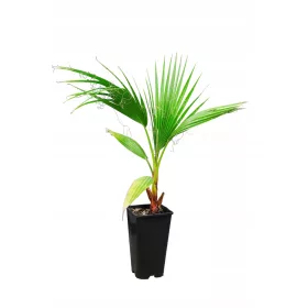    Răsad de Washingtonia Robusta într-un recipient de 2-3l, 40-60 cm