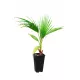  Răsad de Washingtonia Robusta într-un recipient de 2-3l, 40-60 cm