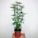  Schefflera Moondrop Schefflera don.17cm