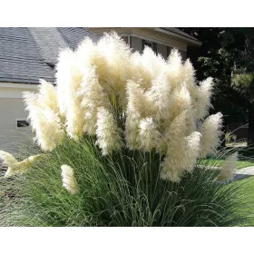    IRBĂ DE PAMPAS Albă Cortaderia Selloana Iarbă ornamentală Pene albă P9
