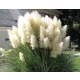  IRBĂ DE PAMPAS Albă Cortaderia Selloana Iarbă ornamentală Pene albă P9