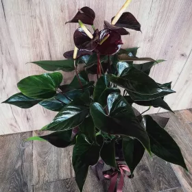  Anthurium Black Love (Anthurium) Planta de casă P12 - M